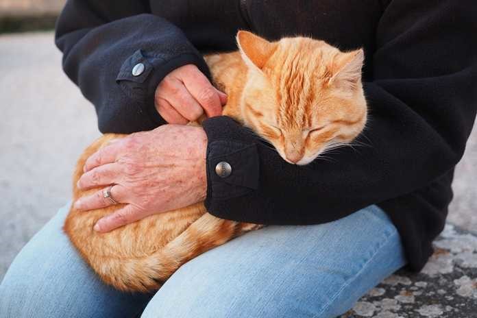 Ilustrasi: Seseorang sedang memegang kucing