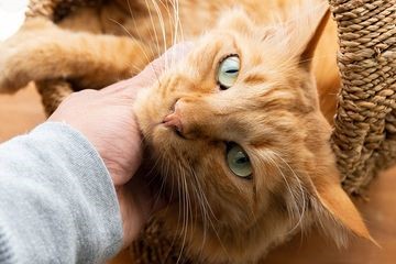 Sejarah Domestikasi Kucing: Dari Kucing Liar hingga Sahabat Manusia 3 Kucing oren, salah satu variasi spesies kucing yang paling banyak ditemui saat ini.